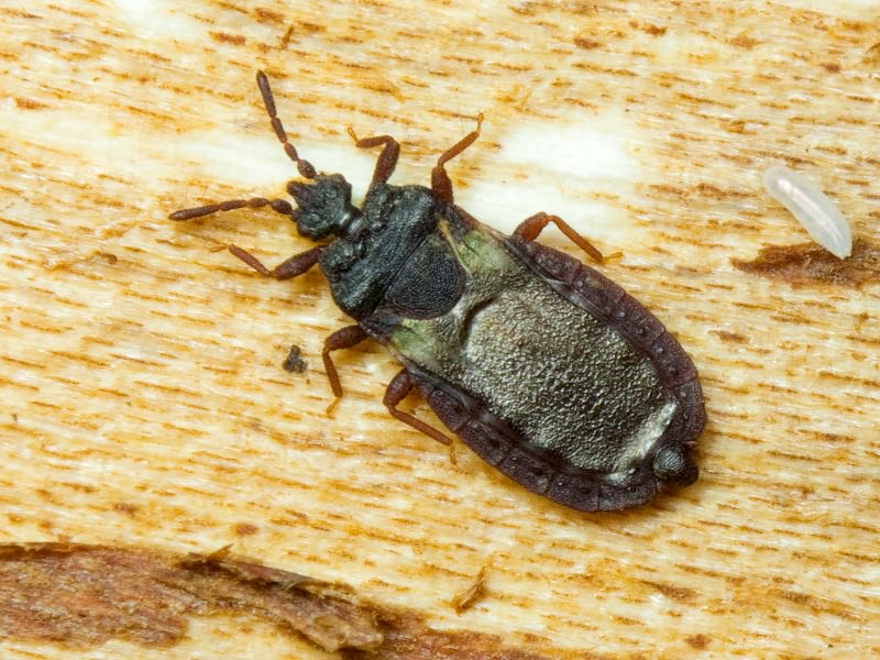 Aneurus (Aneurodes) avenius (Dufour, 1833)